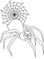 spider5.jpg