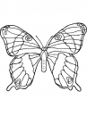 butterfly02.jpg