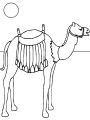 camel7.jpg