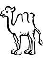camel8.jpg