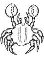 crab4.jpg