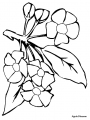 appleblossom.jpg