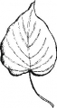 Aspen-Leaf.jpg