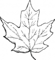 Maple-Leaf.jpg