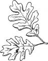 Oak-Leaf.jpg