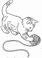 kitten-(7).jpg