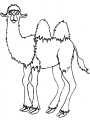 camel4.jpg